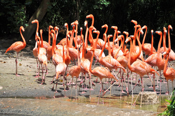 Obraz premium Caribbean flamingos