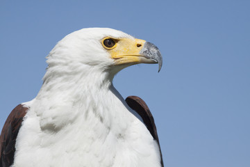 Obraz premium african fish eagle