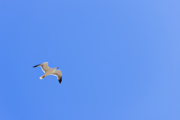 Fototapeta na wymiar Seagull in flight