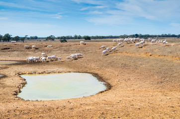Australian sheep farm