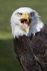 crying american eagle