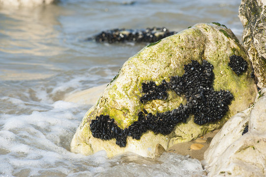 Cozze sullo scoglio