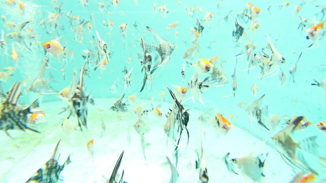 Aquarium fish swim underwater, Freshwater angelfish Pterophyllum
