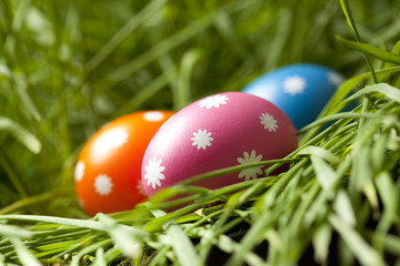 Colored Easter eggs in grass