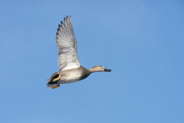 Gadwall, Anas strepera