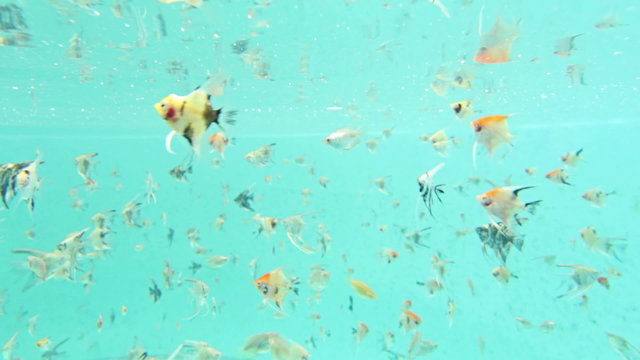 Aquarium fish swim underwater, Freshwater angelfish Pterophyllum