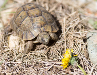 Tortue terrestre, testudo greaca