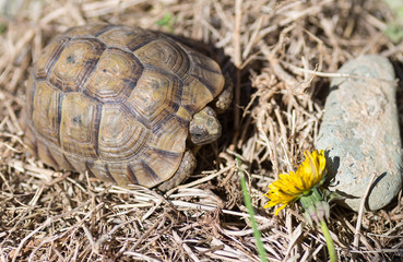 Tortue terrestre, testudo greaca