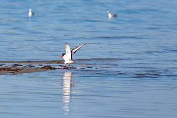 Oystercatcher spread wings