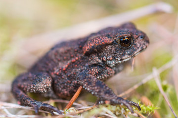 Common toad