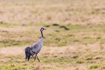 Obraz na płótnie Canvas Crane walking on a field