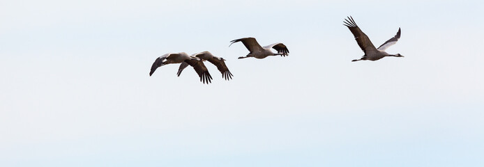 Flock of cranes flying