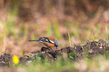 Male Chaffinch on the ground