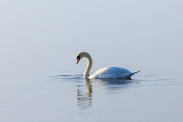 Mute swan swimming in a lake