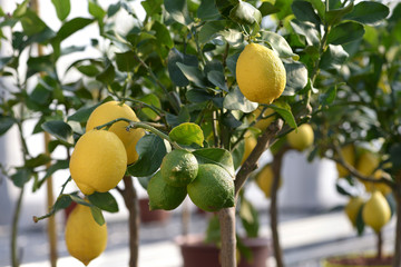Healthy Green and Yellow Lemons Hanging on a Tree