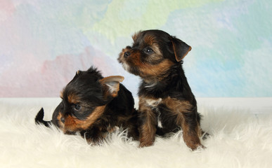 Two puppies Yorkshire terrier