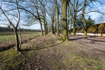 Rows of bare trees beside a field in wintertime
