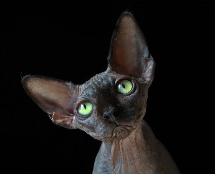 Black Cat  Sphynx