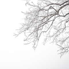 Tree branches with snow in winter