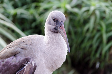Hadida Ibis at Birds of Eden in Plettenberg Bay