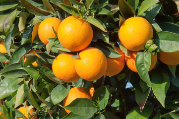 Ripe Tangerines hanging from the tree