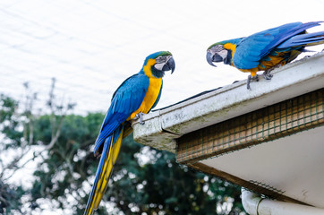 Fototapeta na wymiar Blue Parrots at Birds of Eden in Plettenberg Bay