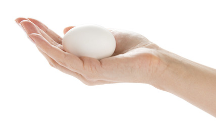 Fototapeta na wymiar White egg on hand isolated on white background.