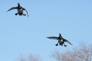 Tufted Duck, Aythya fuligula