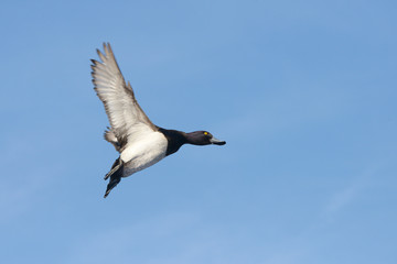 Tufted Duck, Aythya fuligula