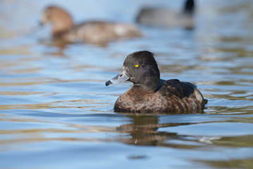 Tufted Duck, Aythya fuligula
