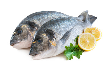 Gilthead sea bream