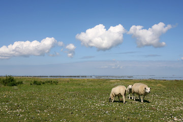 grazing s at the borders of the wadden sea in Friesland(Holland)