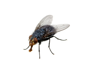 fly on a white