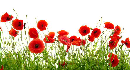 Obraz premium Czerwony mak