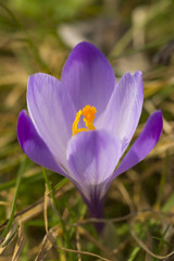 Crocus flower, (Crocus vernus)