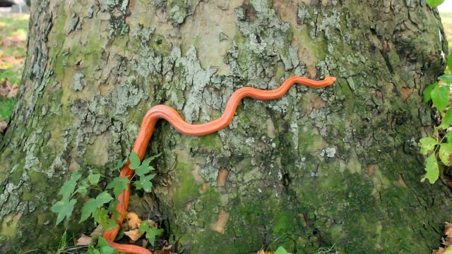 Albino Snake - Grass Snake - Ringelnatter on tree