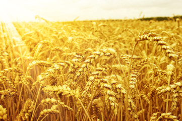 Field of wheat