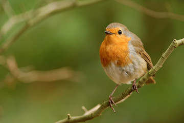 Robin