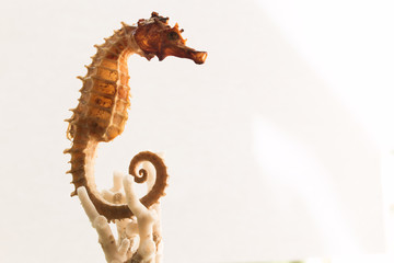 Cavalluccio marino © carlofornitano66