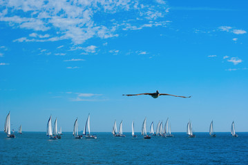 Sailboat race with flying pelican in foreground