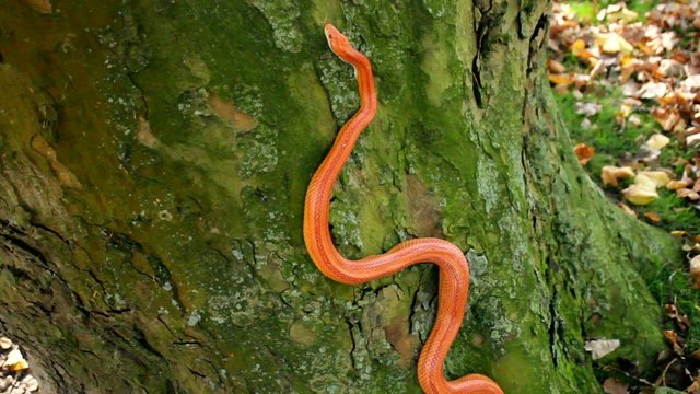Albino Snake - Grass Snake - Ringelnatter on tree