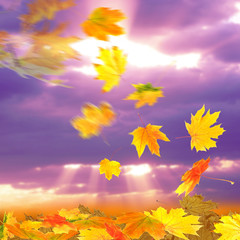 Fototapeta na wymiar Collage of autumn leaves on sky background