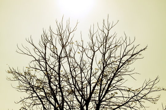 Trees dry winter of Thailand