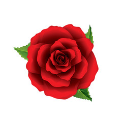 Red rose flower top view isolated on white vector