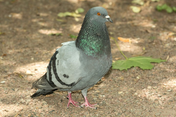 Красивый голубь на земле