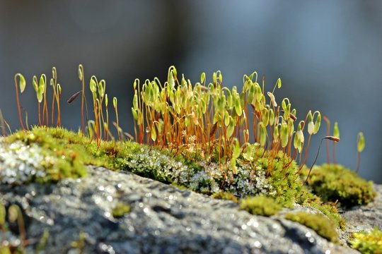 Moos mit Sporenkapseln im Winter