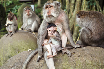 Fototapeta premium monkeys