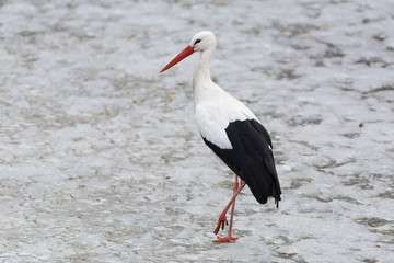 White stork standing on the ice