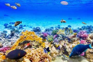Naklejka premium Podwodny świat z koralowcami i tropikalnymi rybami.