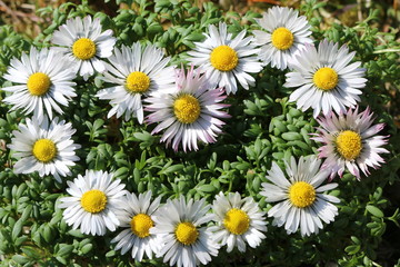 Obraz premium Blumen Herz